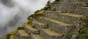 nca Jungle Trek is the Best Alternative to the Classic Inca Trail